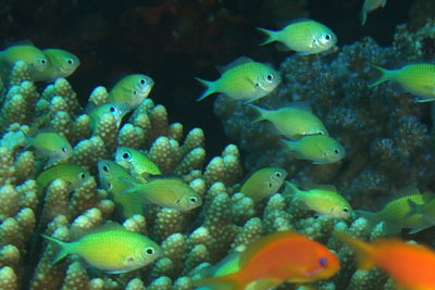 Chromis_viridis_025_XL_k