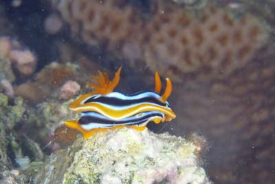 Chromodoris_quadricolor_026_XL_k