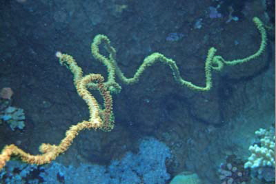 Cirrhipathes_anguina_001_XL_k