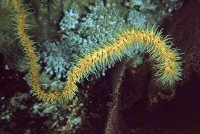 Cirrhipathes_anguina_901_XL_k