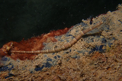Corythoichthys_schultzi_305_XL_k
