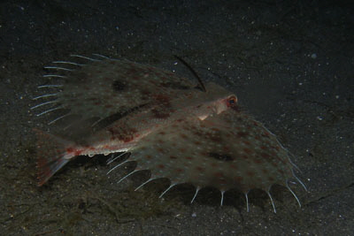 Dactylopterus_orientalis_306_XL_k