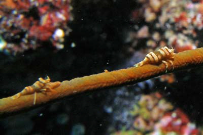 Dasycaris_zanzibarica_301_XL_k Dasycaris_zanzibarica_301_XL_k