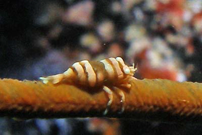 Dasycaris_zanzibarica_301_XXL_k Dasycaris_zanzibarica_301_XXL_k