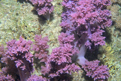 Dendronephthya_klunzingeri_021_XL_k Dendronephthya_klunzingeri_021_XL_k