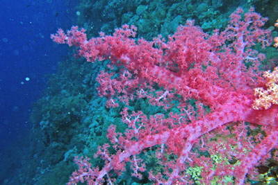 Dendronephthya_klunzingeri_026_XL_k Dendronephthya_klunzingeri_026_XL_k