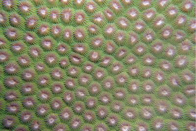 Diploastrea_heliopora_301_XL_k