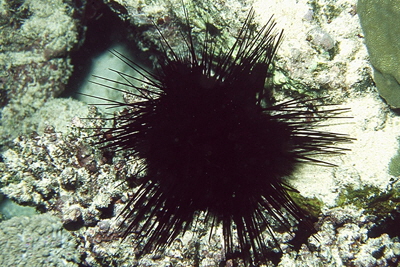 Echinotrix_calamaris_901_XL_k