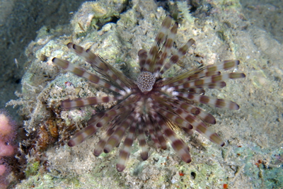 Echinotrix_calamaris_juv_001_XL_k