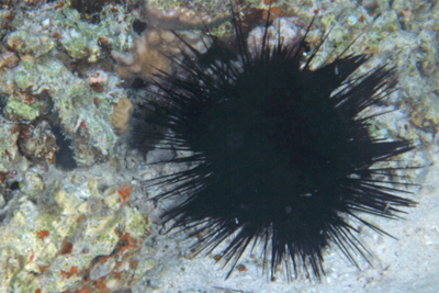 Echinotrix_diadema_002_XL_k Echinotrix_diadema_002_XL_k