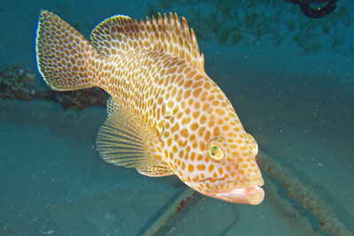 Epinephelus areolatus_002_XL_k
