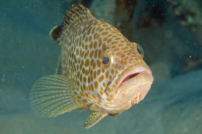 Epinephelus areolatus_006_XL_k
