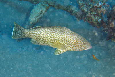 Epinephelus areolatus_007_XL_k