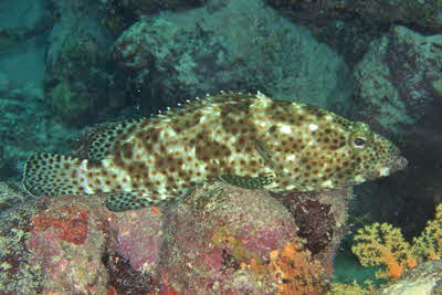 Epinephelus_fuscoguttatus_002_XL_k