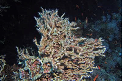 Filogranella_elatensis_004_XL_k Filogranella_elatensis_004_XL_k