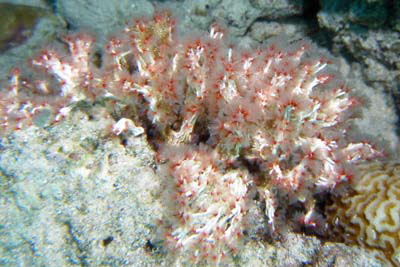 Filogranello_elatensis_302_XL_k Filogranello_elatensis_302_XL_k