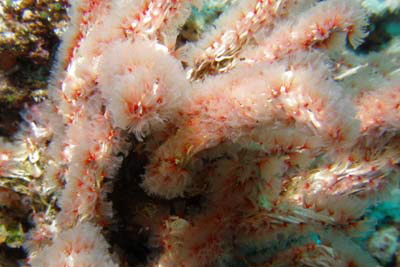 Filogranello_elatensis_303_XL_k Filogranello_elatensis_303_XL_k