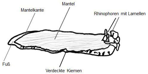 Furchenschnecke_RM1