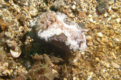 Glossodoris_cincta_307_XL_k