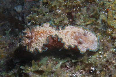 Glossodoris_cincta_513_XL_k