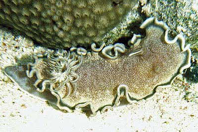 Glossodoris_hikuerensis_901_XL_k