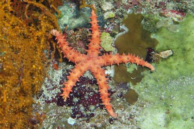 Gomophia_aegyptiaca_005_XL_k Gomophia_aegyptiaca_005_XL_k