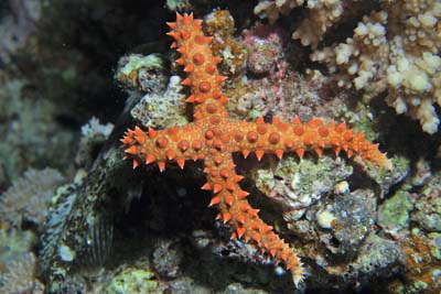 Gomophia_aegyptiaca_008_XL_k Gomophia_aegyptiaca_008_XL_k