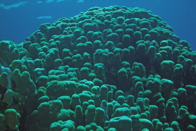 Goniopora_planulata_004_XL_k
