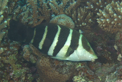 Hemigymnus_fasciatus_002_XL_k