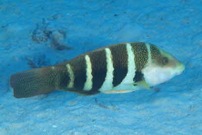 Hemigymnus_fasciatus_002_XL_k1