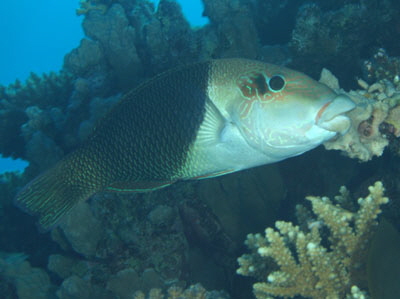 Hemigymnus_melapterus_009_XL_k