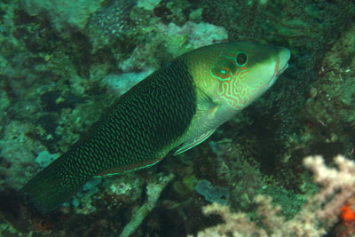 Hemigymnus_melapterus_310_XL_k