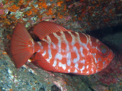 Heteropriacanthus_cruentatus_511_XL_k