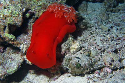 Hexabranchus_sanguineus_002_XL_k Hexabranchus_sanguineus_002_XL_k