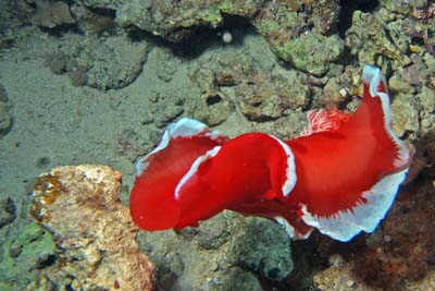 Hexabranchus_sanguineus_007_XL_k Hexabranchus_sanguineus_007_XL_k