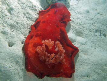 Hexabranchus_sanguineus_024_XL_k Hexabranchus_sanguineus_024_XL_k