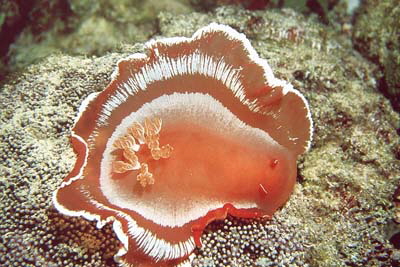 Hexabranchus_sanguineus_904_XL_k Hexabranchus_sanguineus_904_XL_k