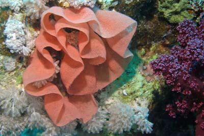 Hexabranchus_sanguineus_Laich_005_XL_k Hexabranchus_sanguineus_Laich_005_XL_k