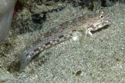 Istigobius_decoratus_503_XL_k