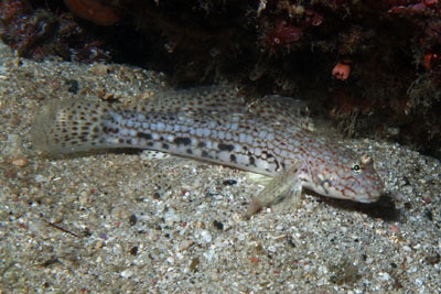 Istigobius_decoratus_504_XL_k