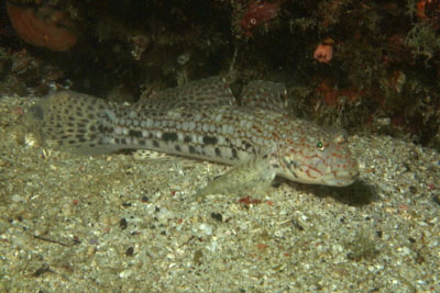 Istigobius_decoratus_505_XL_k
