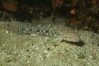 Istigobius_decoratus_505_XL_k