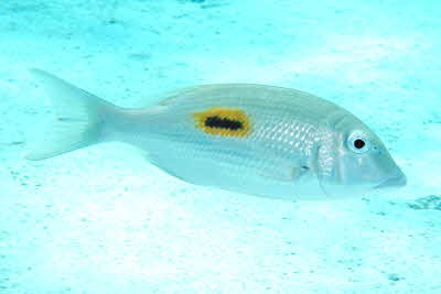 Lethrinus_harak_001_XL_k