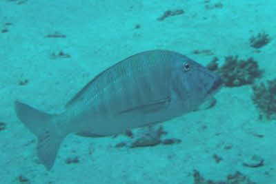 Lethrinus_mahsena_ad_001_XL_k