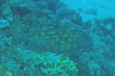 Lethrinus_variegatus_001_XL_k