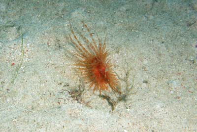 Limaria_fragilis_501_XL_k Limaria_fragilis_501_XL_k