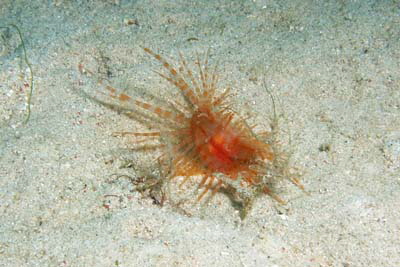 Limaria_fragilis_502_XL_k Limaria_fragilis_502_XL_k