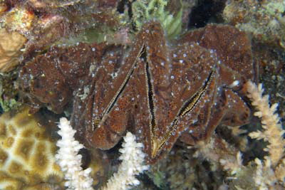 Lopha_cristagalli_002_XL_k Lopha_cristagalli_002_XL_k