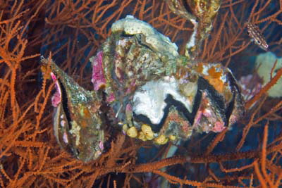 Lopha_cristagalli_005_XL_k Lopha_cristagalli_005_XL_k