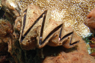 Lopha_cristagalli_302_XL_k Lopha_cristagalli_302_XL_k